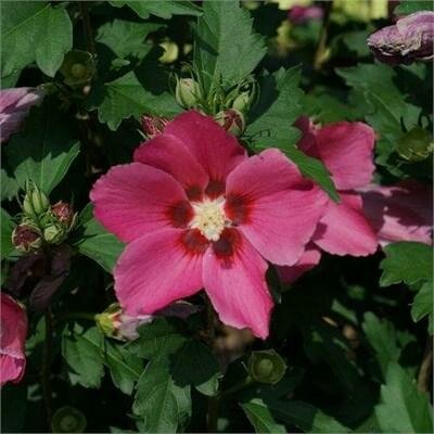 Paraplu Rouge Hibiscus