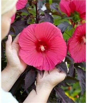 Pink Passion Carousel Hibiscus