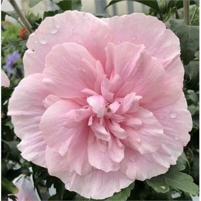 Pink Chiffon Hibiscus