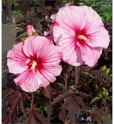 Pink Candy Carousel Hibiscus