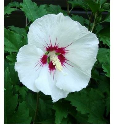 Red Heart Rose Of Sharon