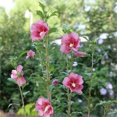Red Pillar Hibiscus