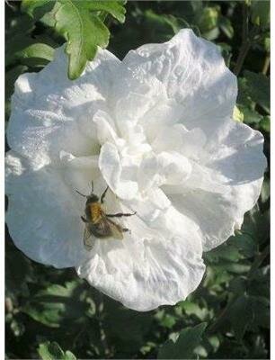 White Chiffon Hibiscus Tree