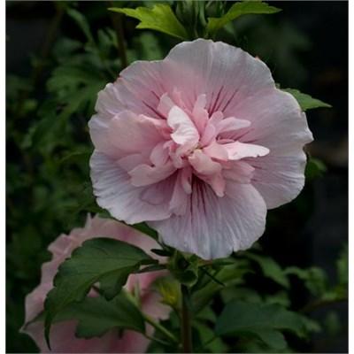 Pink Chiffon Hibiscus Tree