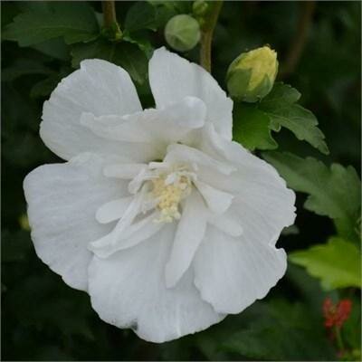 White Pillar Hibiscus