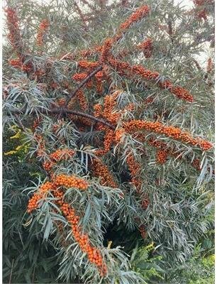 Male Sea Berry (Sea Buckthorn)