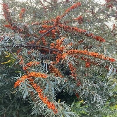 Male Sea Berry (Sea Buckthorn)