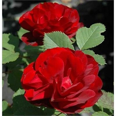 Hope for Humanity Rose