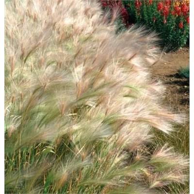 Foxtail Barley Grass