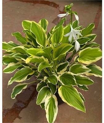 Albomarginata Hosta - image 2