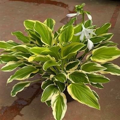 Albomarginata Hosta - image 2