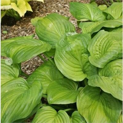 Avocado Hosta