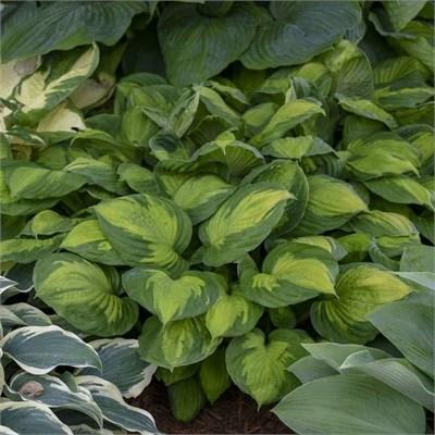 Captain Kirk Hosta