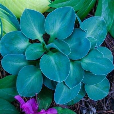 Blue Mouse Ears Dwarf Hosta - image 2