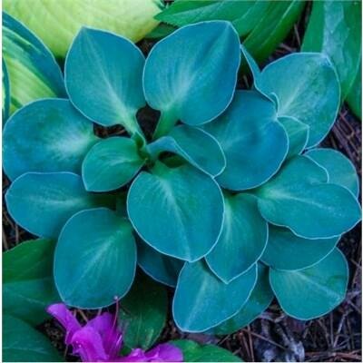 Blue Mouse Ears Dwarf Hosta