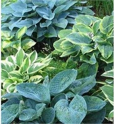 Assorted Hosta