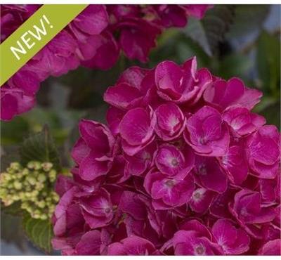 Akadama Repeat-Blooming Hydrangea