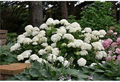 Annabelle Hydrangea