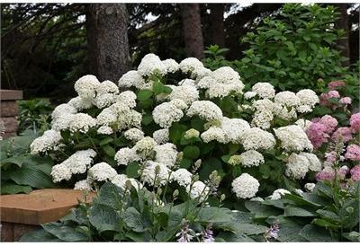 Annabelle Hydrangea