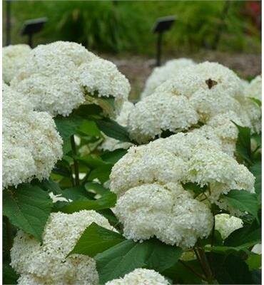 Bounty Hydrangea