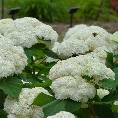 Bounty Hydrangea - image 1