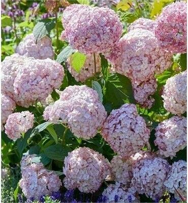 Candybelle Bubblegum Hydrangea