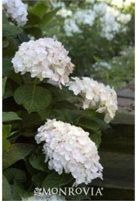 Blushing Bride Endless Summer Hydrangea