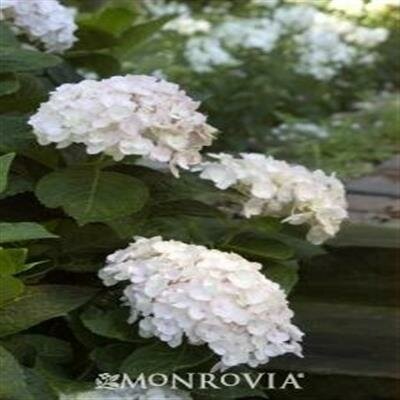 Blushing Bride Endless Summer Hydrangea