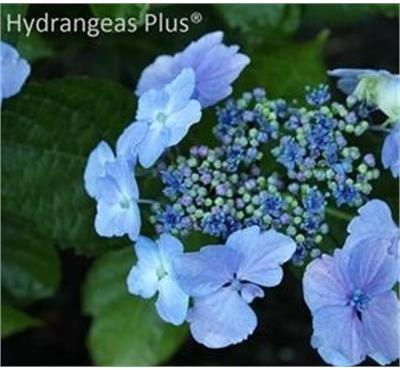 Blue Wave Lacecap Hydrangea