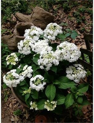 Wedding Gown Hydrangea
