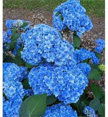 Double Down Reblooming Hydrangea