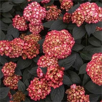 Eclipse Repeat-blooming Hydrangea