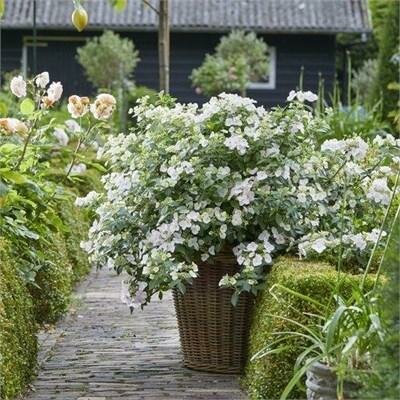 Fairytrail Bride Cascading Hydrangea