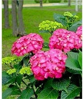 Glowing Embers Hydrangea