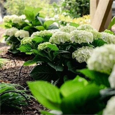 Grin and Tonic Reblooming Hydrangea