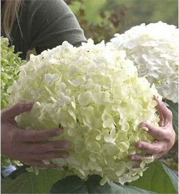 Incrediball Hydrangea