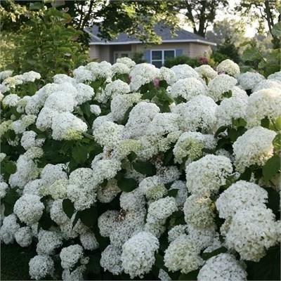 Incrediball Hydrangea