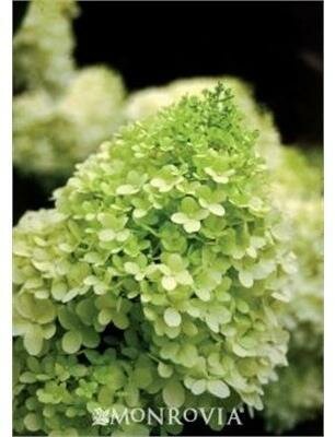 Tree Form Limelight Hydrangea