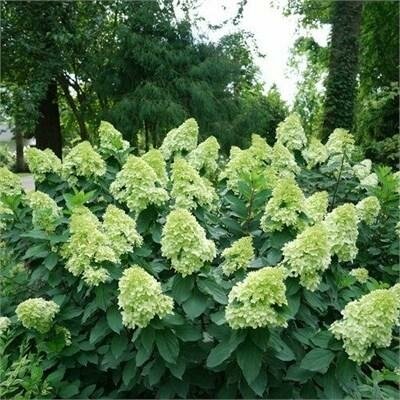 Limelight Prime Hydrangea