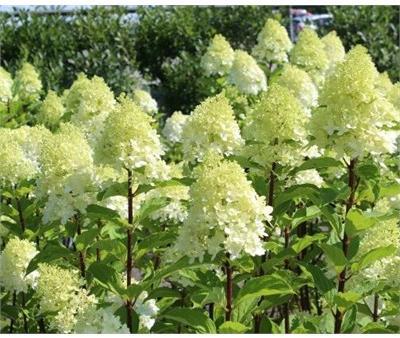 Limelight Prime Hydrangea Tree