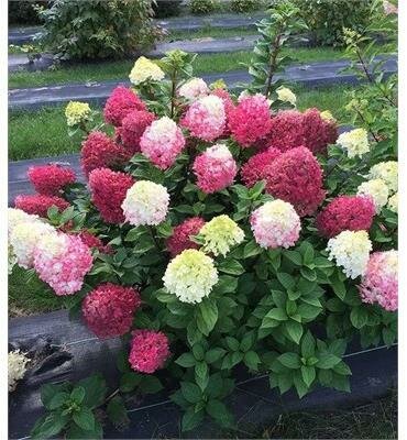 Little Lime Punch Hydrangea