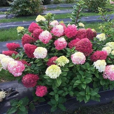 Little Lime Punch Hydrangea - image 2