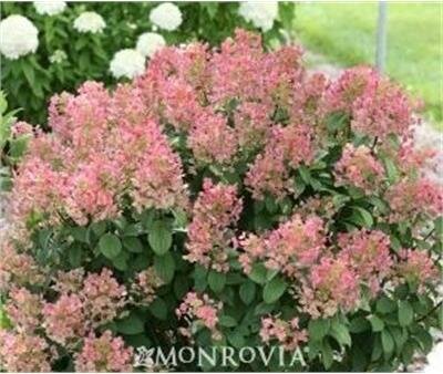 Little Quick Fire Hydrangea