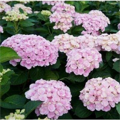LOVE HYDRANGEA