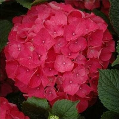 Red Sensation Repeat-Blooming Hydrangea