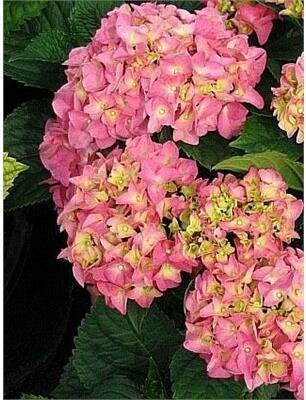 Merrits Beauty Hydrangea