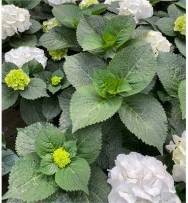 My Beautiful Akita White Hydrangea