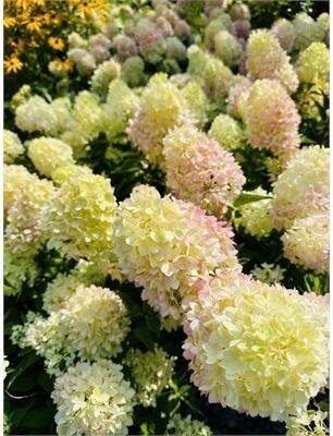 Dragon Baby Hydrangea