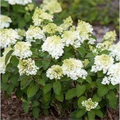 Little Hottie Hydrangea