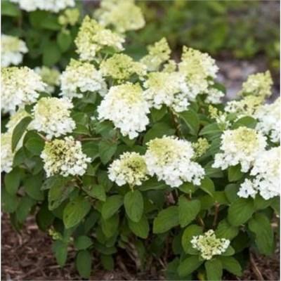 Little Hottie Hydrangea